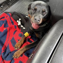 Rottweiler Puppies from Come what May Rottweillers & rescues llc