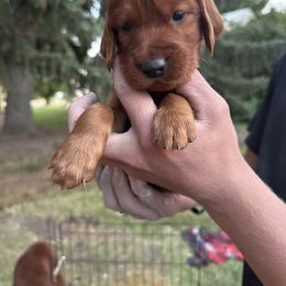 Brown-Draco Malfoy - Mahogany male Irish Setter puppy in Franklin, Idaho from Spring Creek Irish Setters