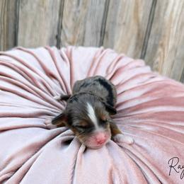 Raya - Blue merle female Bernedoodle puppy in Wamego, Kansas from Doodles of Oz