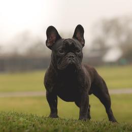Duke - French Bulldog