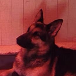 Zuzu - German Shepherd