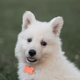 Berger Blanc Suisse Puppies from Moro Shepherds