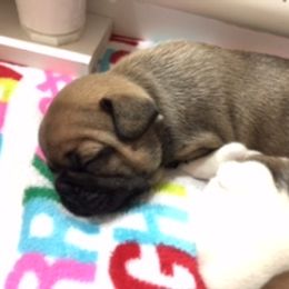 French Bulldog Puppies from PNW French Bulldogs