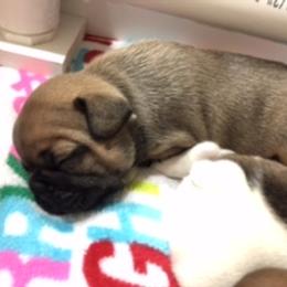 French Bulldog Puppies from PNW French Bulldogs