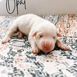Opal - White female Great Pyrenees puppy in New Palestine, Indiana from Hitchcock Homestead