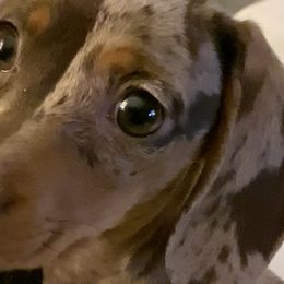 Our silly girl - Dachshund
