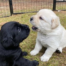 Labrador Retrievers from Sacandaga Labrador Retrievers