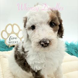 Iris - Blue merle female Bernedoodle puppy in Omaha, Nebraska from Whimsy Doodles