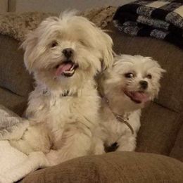 Shih Tzus from Famous Ollie's