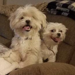 Shih Tzus from Famous Ollie's