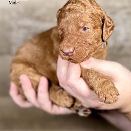 Irving - Red  male Goldendoodle puppy in Abilene, Texas from Mesquite Kennels