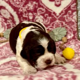 Yellow girl - White and liver female English Springer Spaniel puppy in Cleburne, Texas from Powers English Springer Spaniels