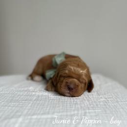 Dune - Caramel male Australian Labradoodle puppy in Belding, Michigan from Rutu Australian Labradoodles
