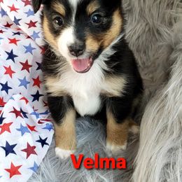 Toy Australian Shepherd Puppies from Reflections of Star Crest Kennel
