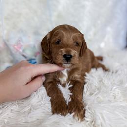 Caleb - Apricot male Goldendoodle puppy in Reeds Spring, Missouri from As Good As Goldendoodles and more