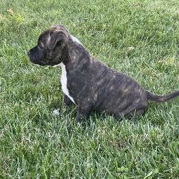 Staffordshire Bull Terrier Puppies from Neverland Staffords