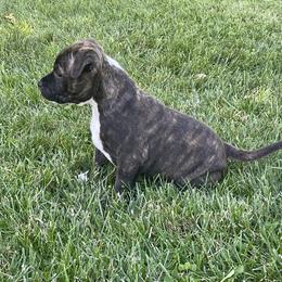 Staffordshire Bull Terrier Puppies from Neverland Staffords