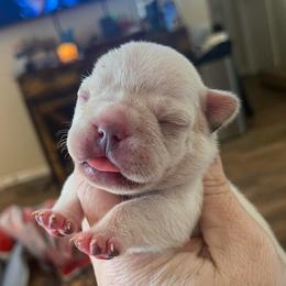 Layla - White female Bulldog puppy in Seneca, South Carolina from Burrell’s Bulldog Kingdom