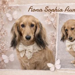 Fiona Nona - Dachshund