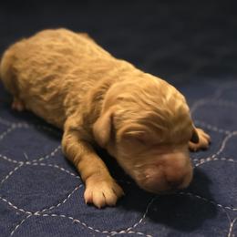 River - Red  male Goldendoodle puppy in Freedom, New York from Samantha's Goldendoodles