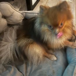 Theo - Pomeranian