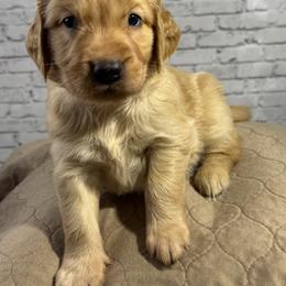 Red collar - Golden female Golden Retriever puppy in Chesapeake, Virginia from AmberLight Goldens