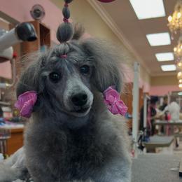 Cupid - Poodle