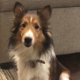 Shetland Sheepdogs from Southern Shelties
