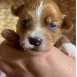 Bert - Red sable male Havanese puppy in Clermont, Florida from Country Sweet Havanese and Creative Coaching