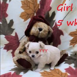 LC Cream - Cream female Chihuahua puppy in Medina, Ohio from T Tiny Treasures