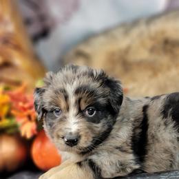 Miniature Australian Shepherd and Shetland Sheepdog Puppies from Southpaw Herders