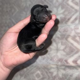 BLACK & TAN - Black and tan Dachshund puppy in Butler, Ohio from Davis’s Dachshunds