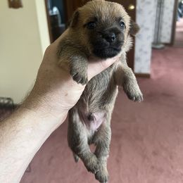 Cairn Terrier Puppies from Shining Waters Farm