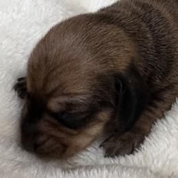 Scooter - Sable male Dachshund puppy in Wallingford, Kentucky from Hensley Homestead Dachshunds