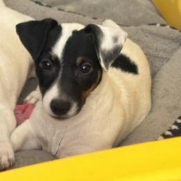 Tri colored male - Tri-color male Jack Russell Terrier puppy in Williston, Florida from CP FARMS BORDER COLLIES N JACKS CORP