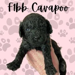 Girl 1 - Black female Cavapoo puppy in West Jordan, Utah from Ruby's Cavapoos
