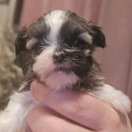 Aaliyah Grace - White and tan female Mal-Shi puppy in Pleasant Hill, Iowa from Courtney Nicole's Mal Shihs & Goldendoodles