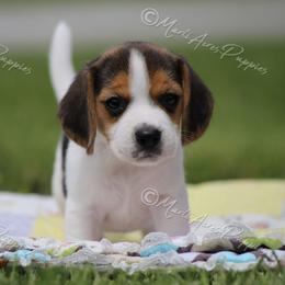 AKC 'Rachel' - Black white and tan female Beagle puppy in Lamar, Missouri from Marti Acres ~ Boston Terrier & Beagles
