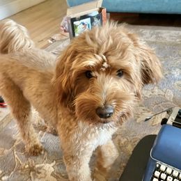 Ginny - Goldendoodle
