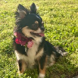 Ms. Hattie - Chihuahua