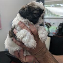 Shih Tzu Puppies from Leander Shih Tzu