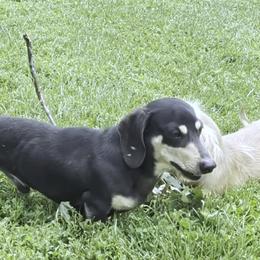 Wade - Dachshund
