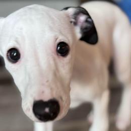 Lefty - White and black male Whippet puppy in Winter Garden, Florida from Infinity Whippets