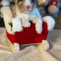 Aussiedoodle Puppies from Gore Doodle Ranch