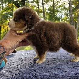 Boy 4 - Red tri-color male Miniature American Shepherd puppy in Bowling Green, Kentucky from Flawlessly Kennel