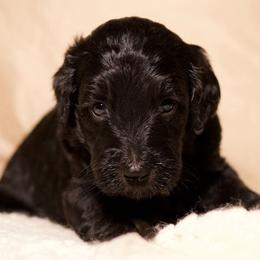 Celeste - Black female Goldendoodle puppy in Palmetto Bay, Florida from SOMIDOODLES