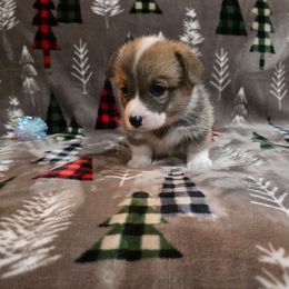 Purple Collar Female - Red female Pembroke Welsh Corgi puppy in Tenino, Washington from LoneStar Corgis NW