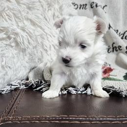 Nano - White male Maltese puppy in Austin, Texas from Austin Maltese Babies