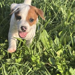 Frank - Brown and white male Jack Russell Terrier puppy in Centerville, Pennsylvania from Rose Haven farm