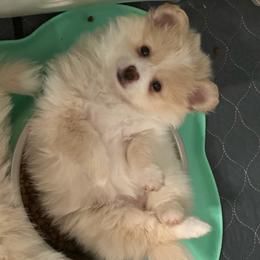 Boy 2 - Cream parti male Pomeranian puppy in Decatur, Iowa from Lisa Greenhalgh